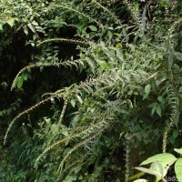 Gonostegia pentandra var. wightii (Benn.) Pull. & Karupp.